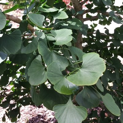 Jade Butterflies Ginko